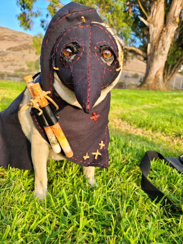 /images/uploads/pug nation rescue of los angeles/pugnation2021/entries/15705thumb.jpg